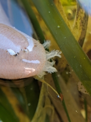 Leptosynapta