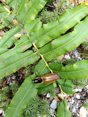 Semiotus luteipennis