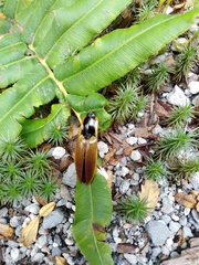 Semiotus luteipennis