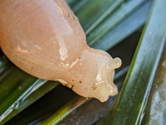 Leptosynapta