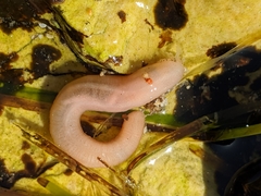 Leptosynapta