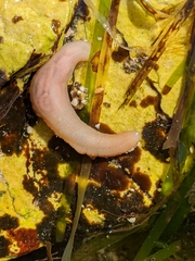 Leptosynapta