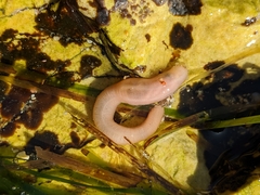Leptosynapta