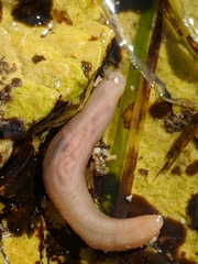 Leptosynapta