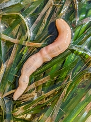 Leptosynapta
