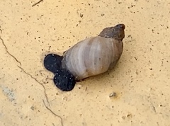 Succinea floridana