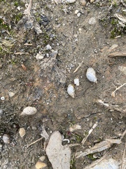 Succinea floridana