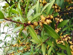 Maytenus magellanica