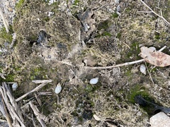 Succinea floridana