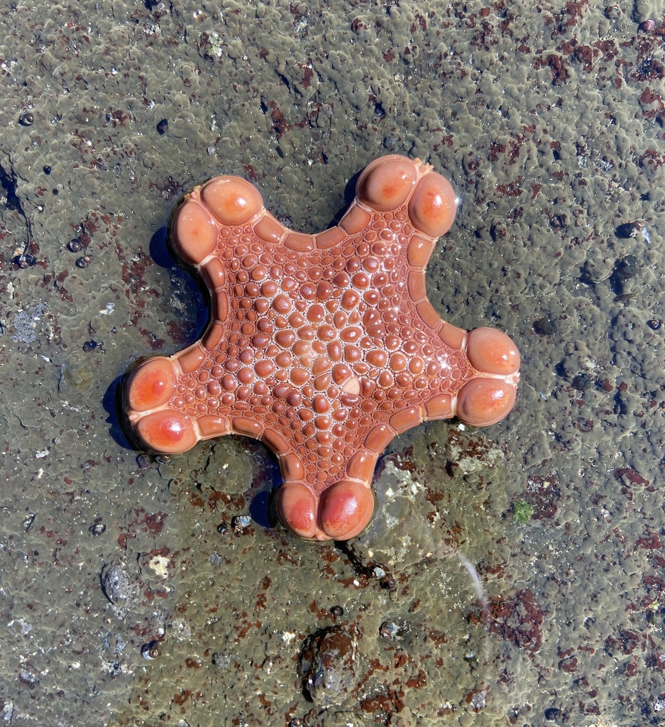 Nz Star Fish Jewel Star from Chatham Islands Territory, 8016, New Zealand on March ...
