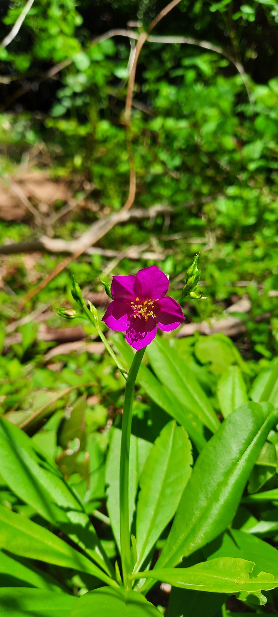 Talinum fruticosum