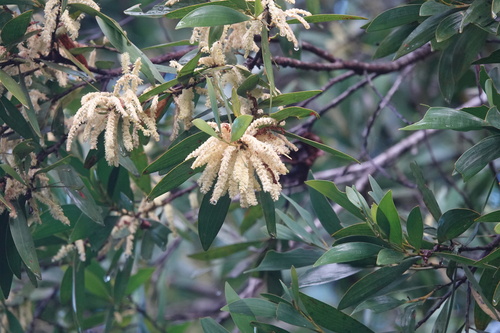Acacia celsa, 2026-03-21