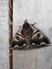 Polythysana cinerascens