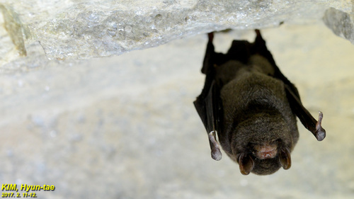 Miniopterus fuliginosus