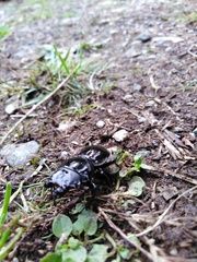 Apterodorcus bacchus