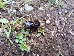 Apterodorcus bacchus