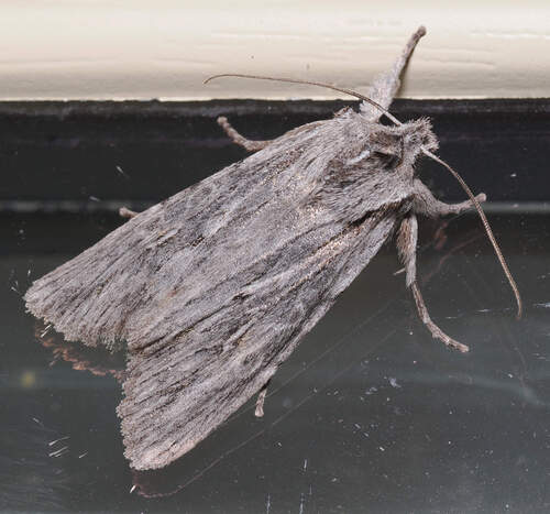 Lithophane subtilis