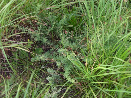 Image of Indigofera Abbottii (Indigofera abbottii) by (c) Charles Stirton, some rights reserved (CC BY-SA)