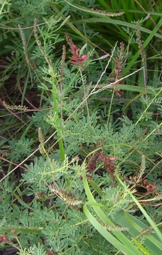 Image of Indigofera Abbottii (Indigofera abbottii) by (c) Charles Stirton, some rights reserved (CC BY-SA)