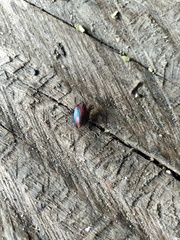 Tylospilus chilensis