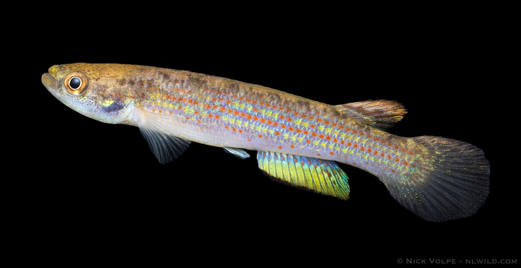 Intermittent killi (Anablepsoides intermittens) — Rivulidae