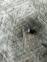 Tylospilus chilensis