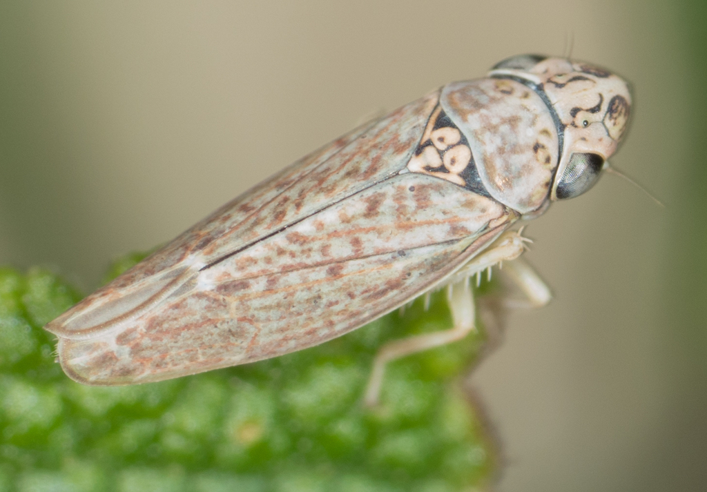 Neokolla bispinosa