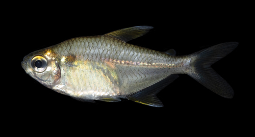 Moon tetra (Hemigrammus lunatus) — Characidae — 4