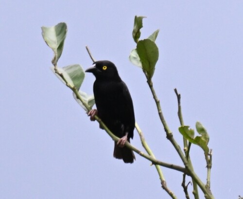 Vieillot's Black Weaver