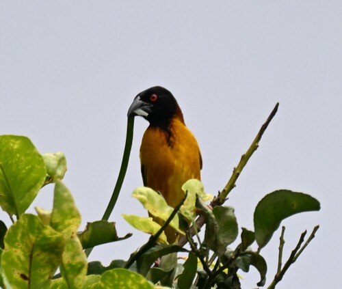 Village Weaver