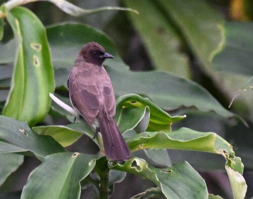 Common Bulbul