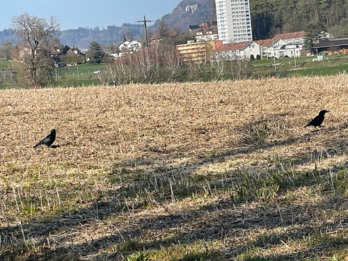 Rabenkrähe