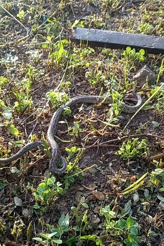 Peru Slender Snake