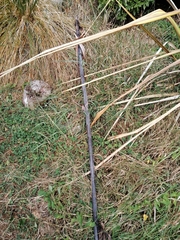 Phormium tenax