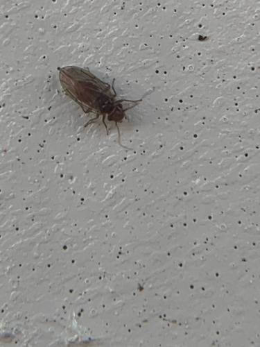 Large-winged Psocid photo 5