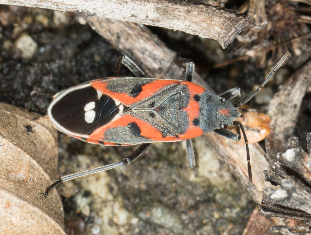Western Small Milkweed Bug