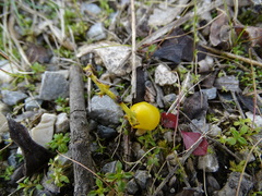Loranthus europaeus