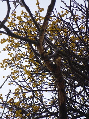 Loranthus europaeus
