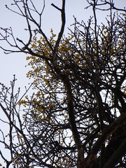 Loranthus europaeus