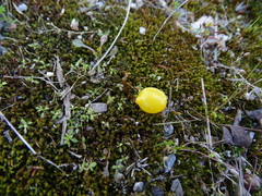 Loranthus europaeus