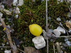 Loranthus europaeus