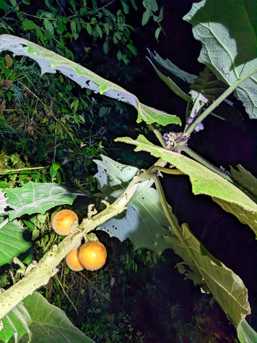 quito-orange (Solanum quitoense)