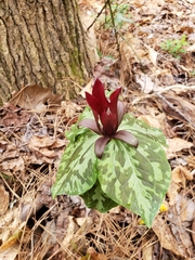 Trillium maculatum