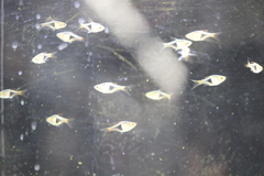 Trigonostigma heteromorpha