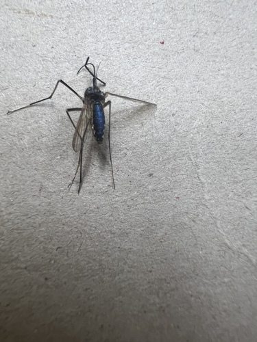 Unknown species found near Bedford Dr, Tyler, TX, US