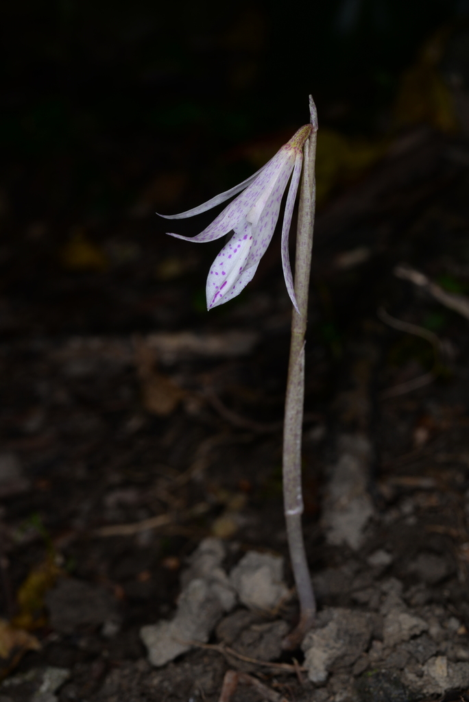 Nervilia macroglossa (Nervilia macroglossa)