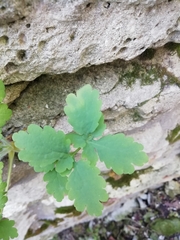 Chelidonium majus