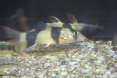 Clown Loach photo 2