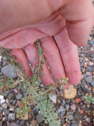 Lippia turbinata, photograph 5