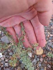 Lippia turbinata, photograph (c) Bruno Alzugaray, some rights reserved (CC BY-SA)